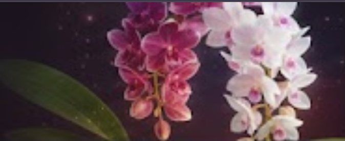 JOSFOX ORCHID - Foxtail Orchid (Cola de Zorro)